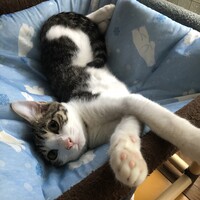 ポニー