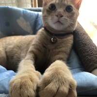 マル