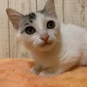 家族が出来ました♡白キジ3兄妹ピーチちゃん