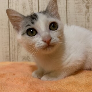 家族が出来ました♡白キジ3兄妹ピーチちゃん
