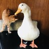 おパクチー