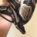ボールパイソン♂