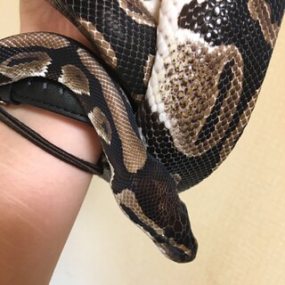 ボールパイソン♂