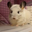 チンチラ　1歳女の子　ホワイトパール