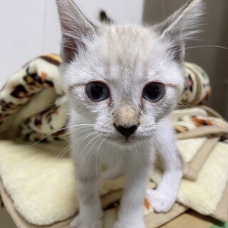 10/4西千葉☆一番の甘えん坊♡「あまくん」