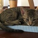 こねこちゃん