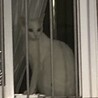 ユキ