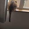 ナズ