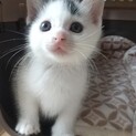 生後1ヶ月半超甘えん坊のくうちゃん！