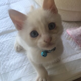 ぴかぴかになるはずの白猫さん・・生後１カ月