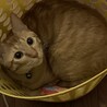ラテ