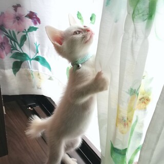 生後２ヶ月★彩り子にゃんこ４