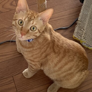 呼んだら何？
