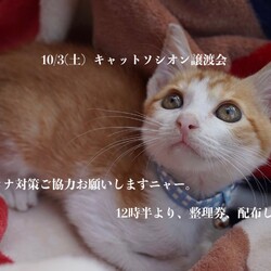 ＊子猫が中心譲渡会＊大人猫も少し参加します