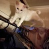 ママの部屋の上が好き♡♡