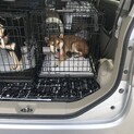 柴犬の女の子♪仮名「しーちゃん」