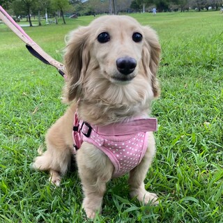 ぴょんぴょん跳んでお耳もふわっと♡ボニータちゃん