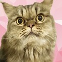 一人ぼっちになってしまいました　チンチラゴールデン