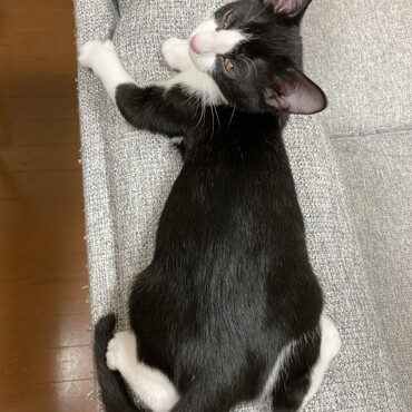 ちょっと大きくなってきました