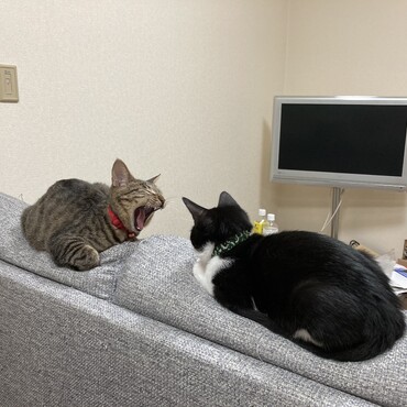 の写真