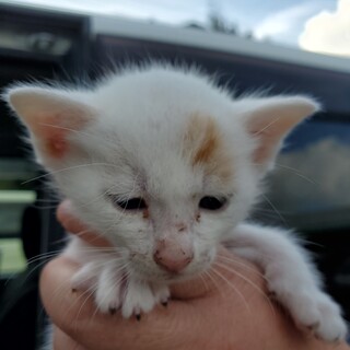 あたちを家族にしてください！