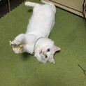 性格バッチリオッドアイ