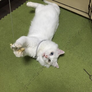性格バッチリオッドアイ