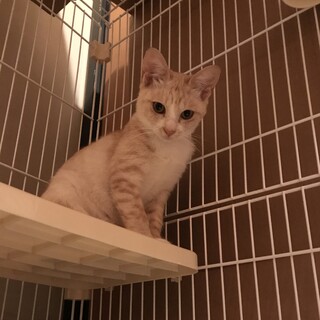 元気いっぱいのクリームトラさん(6ヶ月の男の子)