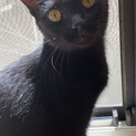 １歳半の黒猫♀甘えん坊です