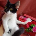 幸福のシロクロ、フクちゃん