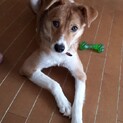 6カ月の女の子里親募集中