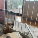 可愛がって下さる里親募集