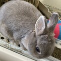 ネザーランドドワーフ♀の可愛い子です