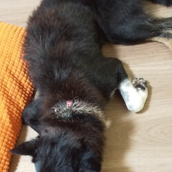 イケアのペットグッズがお気に入り