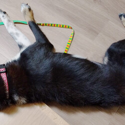 「イケアのペットグッズがお気に入り」サムネイル2