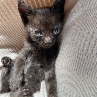 黒色の子猫ちゃんです！