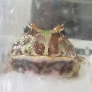 クランウェルツノガエル