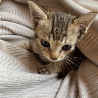 キジトラの子猫ちゃん。里親決まりました。