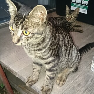 キジトラちゃん2匹の里親様を募集しています。