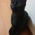 人が大好き♡黒猫くん