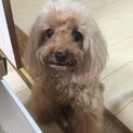 穏やかなトイプードル♀くるみちゃん