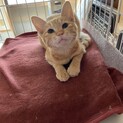 可愛い茶トラちゃん