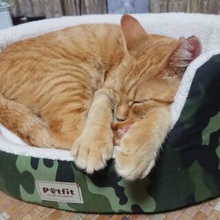 約4歳 人懐っこい茶トラ女子