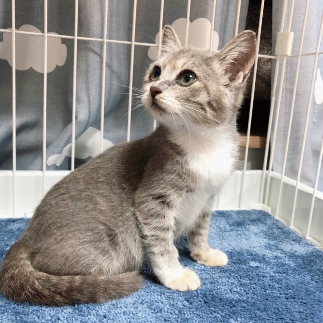 10 4西千葉 遊び上手 千葉県 猫の里親募集 ペットのおうち 月間利用者150万人