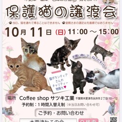 保護猫の譲渡会