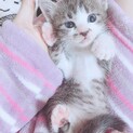 生後1か月人馴れしてます