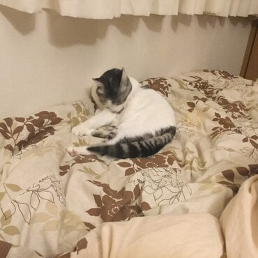 の写真
