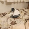 の写真