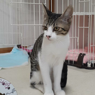 なで撫で大好きにゃ！可愛い 白きじアン君