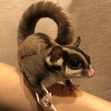 モモンガ（メス3匹）